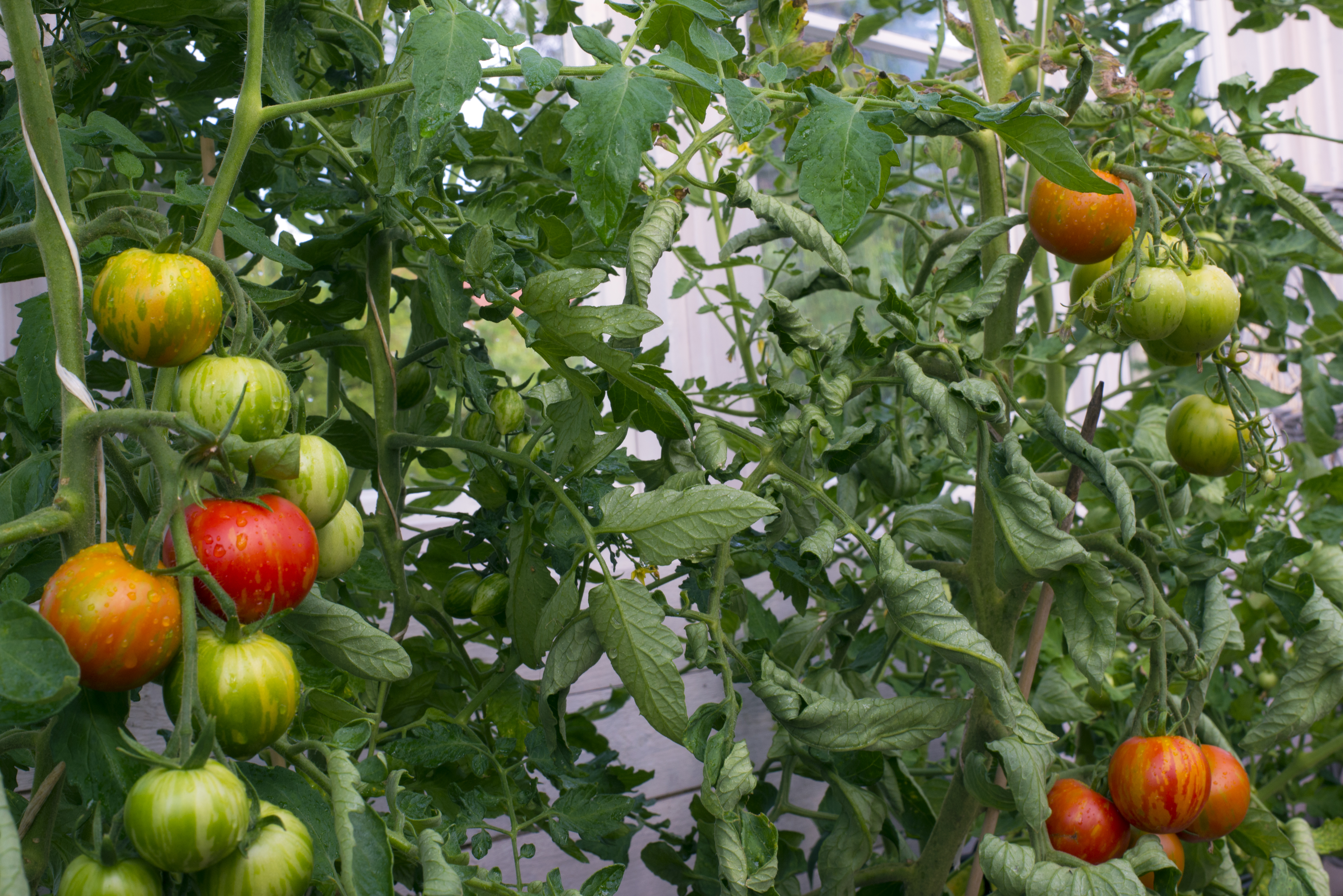 20180720_Gäddvik_3525